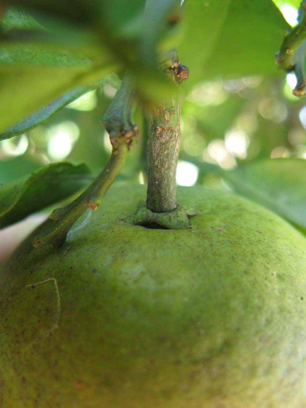            Fruit (Winter Haven, FL)   